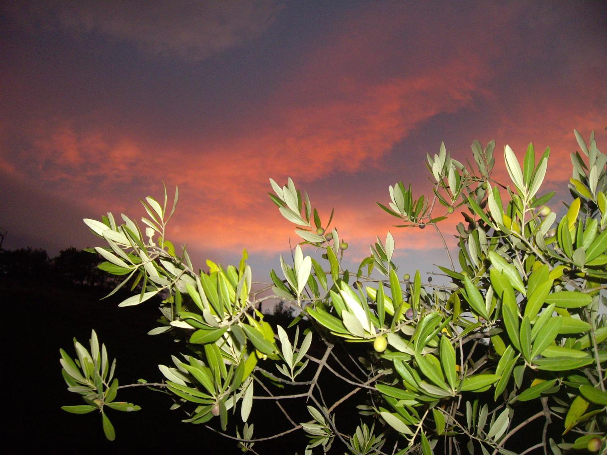Agriturismo Il Borgo Degli Ulivi Roseto Degli Abruzzi Εξωτερικό φωτογραφία