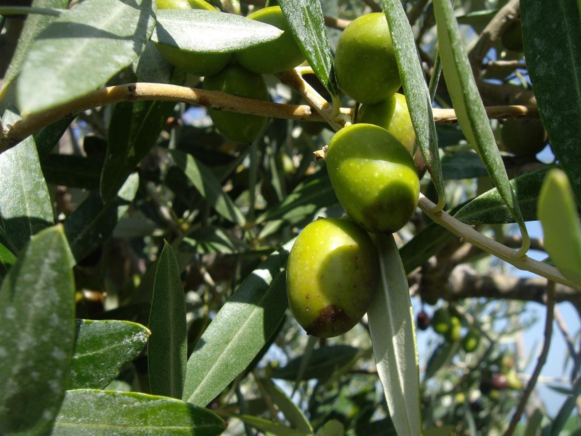 Agriturismo Il Borgo Degli Ulivi Roseto Degli Abruzzi Εξωτερικό φωτογραφία