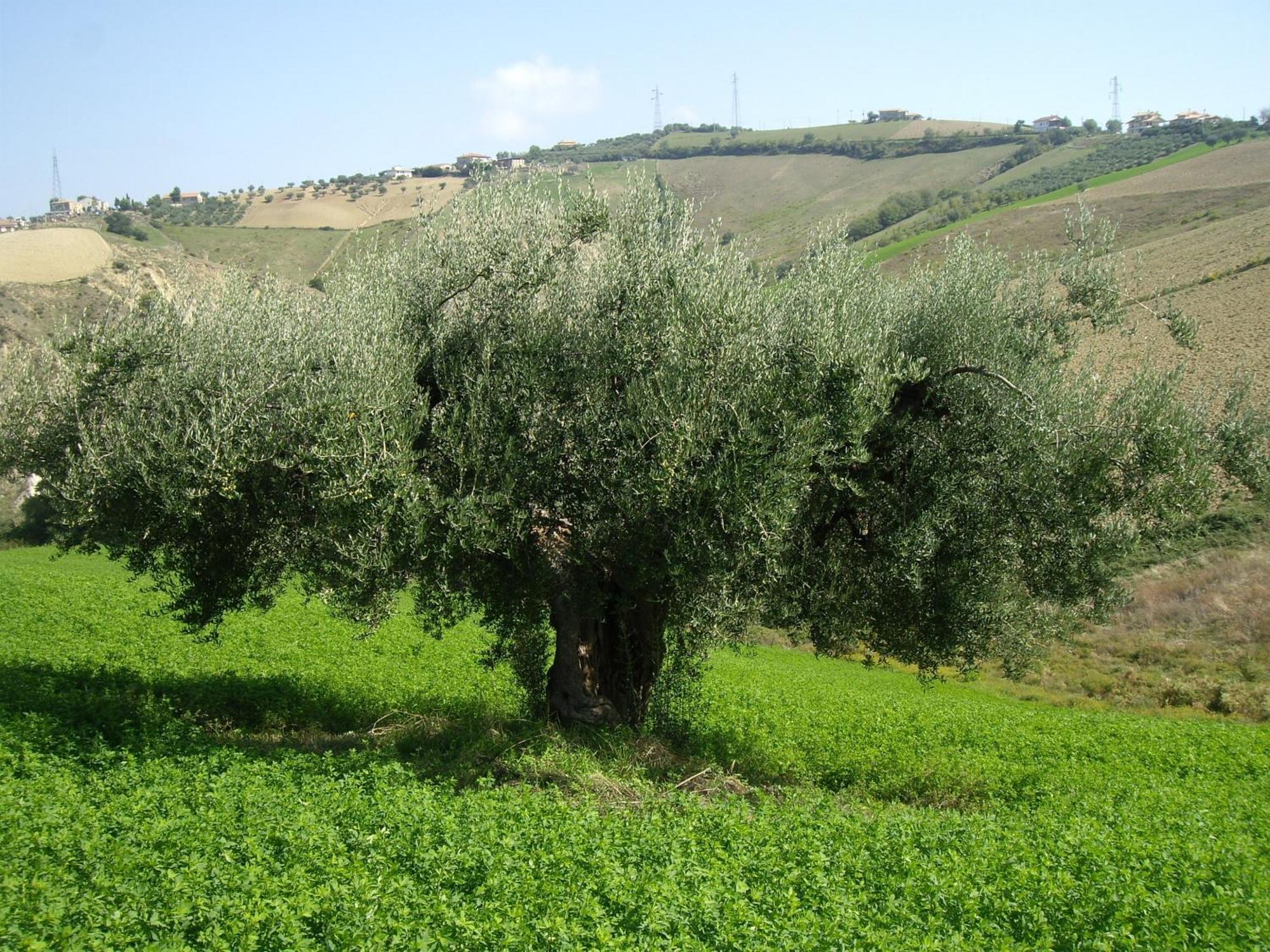 Agriturismo Il Borgo Degli Ulivi Roseto Degli Abruzzi Εξωτερικό φωτογραφία