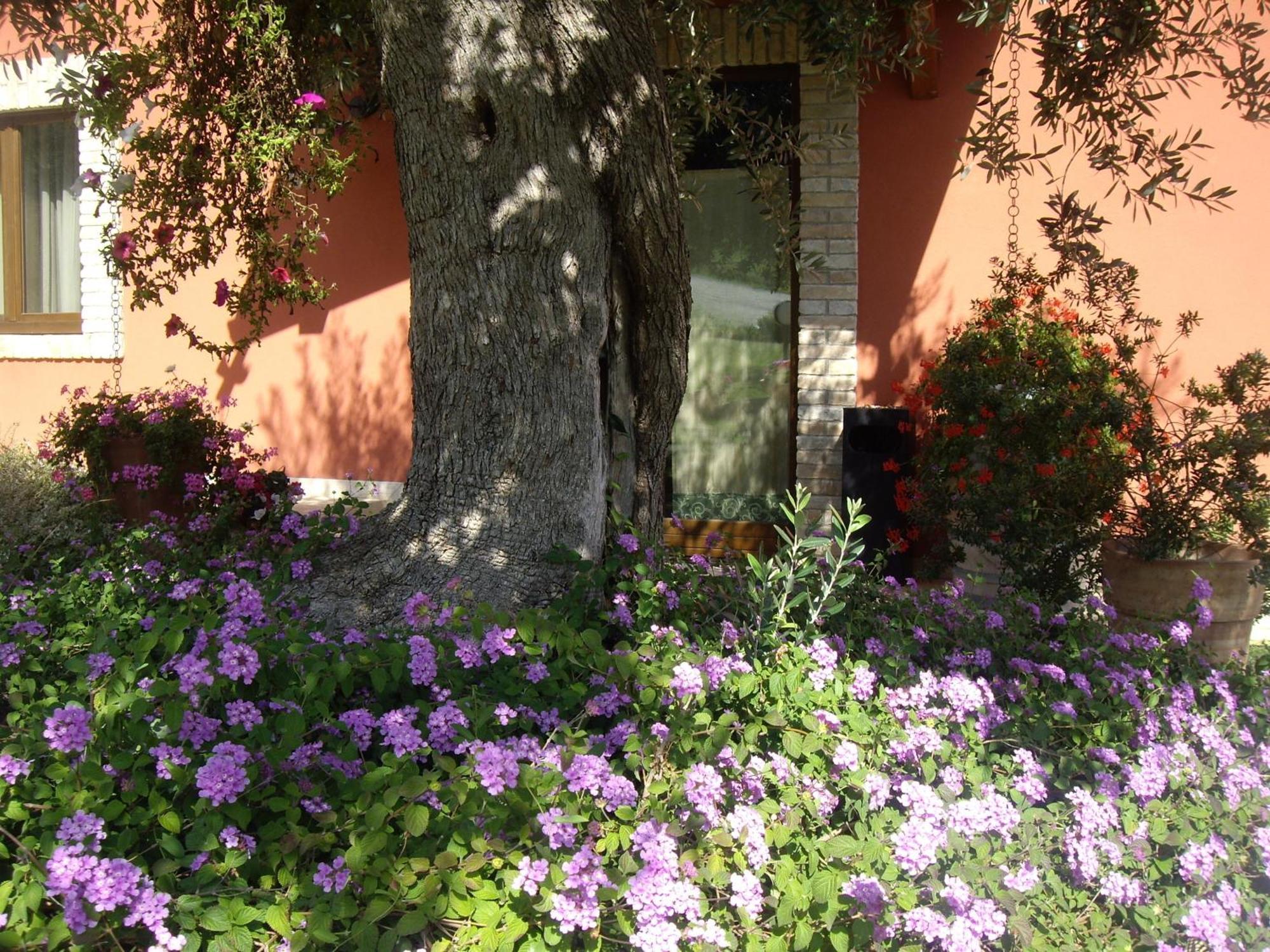 Agriturismo Il Borgo Degli Ulivi Roseto Degli Abruzzi Εξωτερικό φωτογραφία