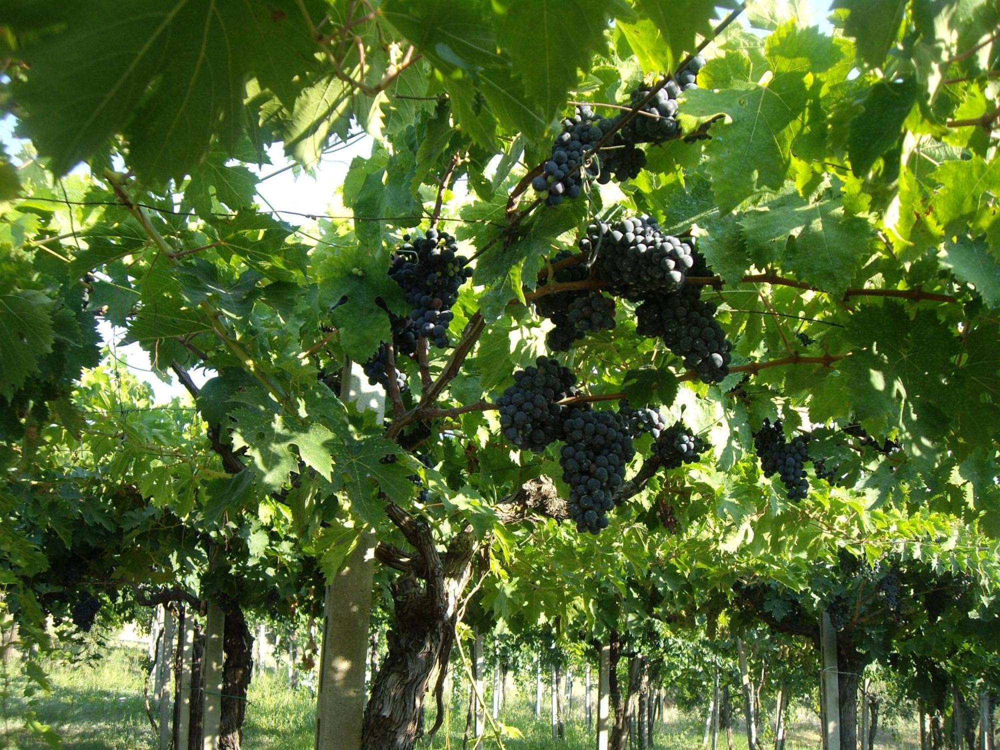 Agriturismo Il Borgo Degli Ulivi Roseto Degli Abruzzi Εξωτερικό φωτογραφία