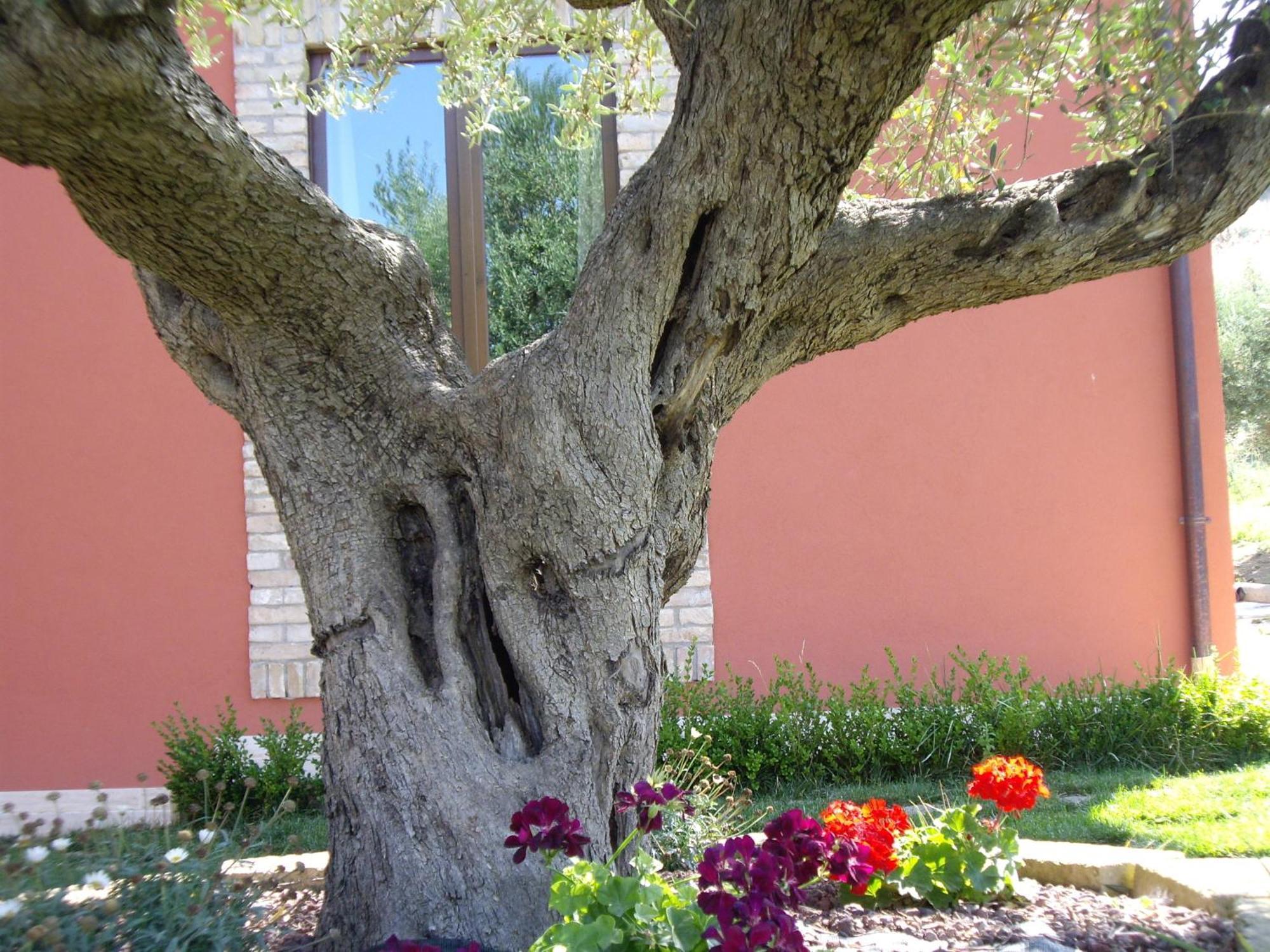 Agriturismo Il Borgo Degli Ulivi Roseto Degli Abruzzi Εξωτερικό φωτογραφία